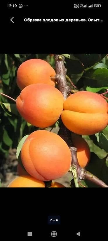 помидоры огурцы: Профессиональная обрезка плодовых деревьев Услуга по формирующей и — 6