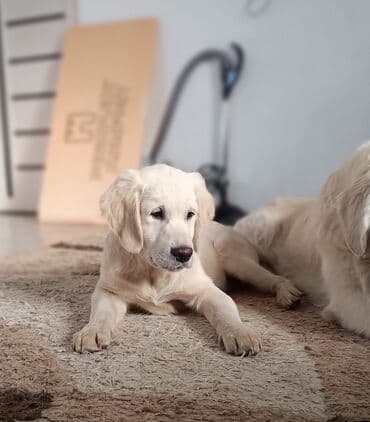 Ретривер, 3 месяца, Самец