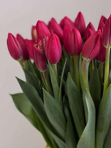 острый: Тюльпаны с собственной теплицы - Срезные тюльпаны прямого — 6