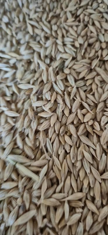 талас ат: Продам ячмень сорт "НУТАНС" крупный без сечки — 4