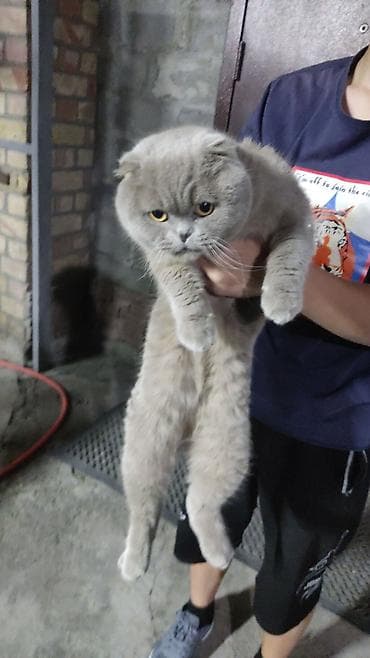 купить котёнка мейн кун: Шотландский вислоухий кот, окрас «голубой». - Плотная плюшевая — 3