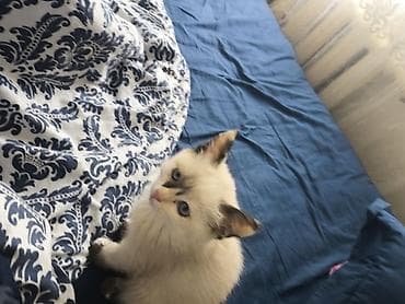 Мышык бекер берем: Отдам котят бесплатно в хорошие руки есть 2 котенка можно одного на — 2