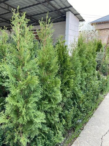 Продаются туи разных сортов 🌲 -От 120 до 220см -Цены варьируются в