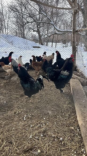 куры гриз бар: Продаю | Петух | Для разведения — 7