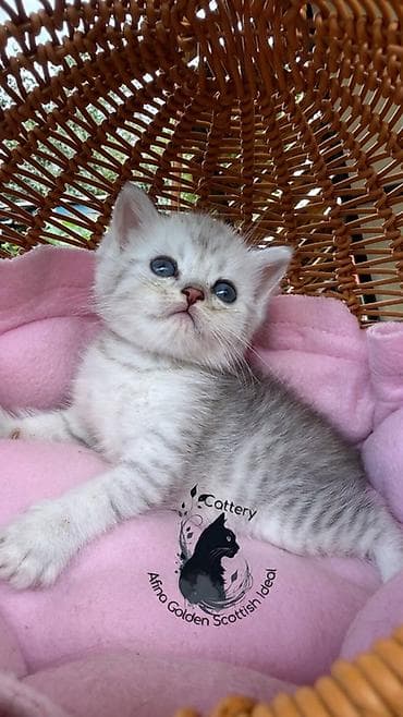 кошка черная: Британская короткошёрстная, 1 месяц, Мальчик, Серебристая шиншилла, Приучена к лотку — 8