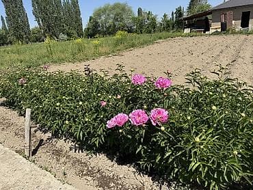 торф цена бишкек: Пионы большом количестве звоните — 7