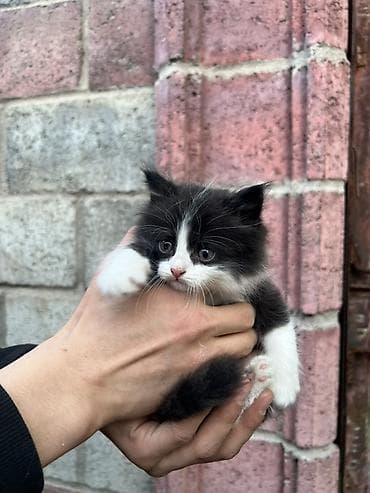 купить кошку бамбино: Котята, пушистики с выразительными глазами. - Окрас: один черно-белый — 1