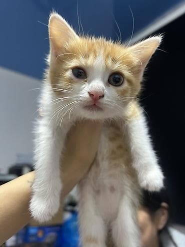 ош кошка: Котята домашние, отдам в хорошие руки Бесплатно привезу по Бишкеку — 1