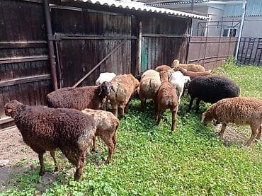 собака для вязки: Продаю | Ягненок | Для разведения — 4