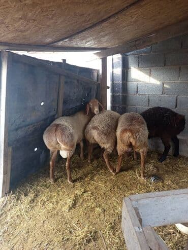 Собаки: Продаю | Овца (самка), Ягненок, Баран (самец) | Гиссарская, Арашан | На забой, Для разведения, Для шерсти | Племенные, Матка, Ярка — 4