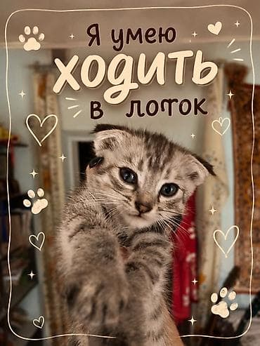 Үй жаныбарлары: Мышык бекер берилет: Породасыз, 2 айлык, Ургаачы, Лотокко барууга үйрөтүлгөн — 3