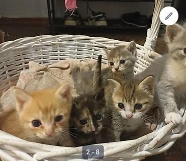 коша: Русская голубая, 2 месяца, Мальчик, Проглистована — 1