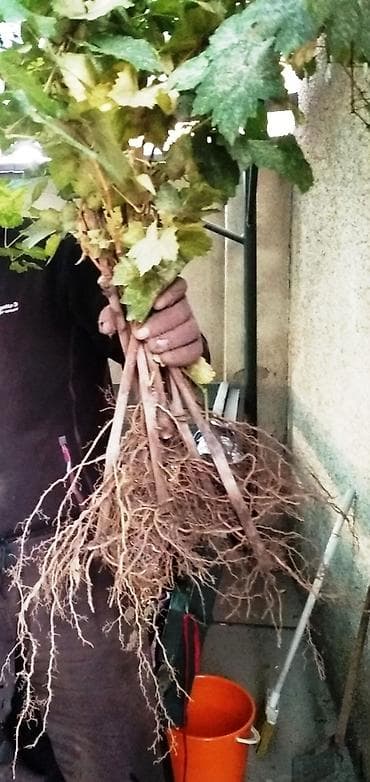 клубника россада: Годовалые саженцы винограда. Цена от 200 до 300 сом. Черенки по 50 — 8