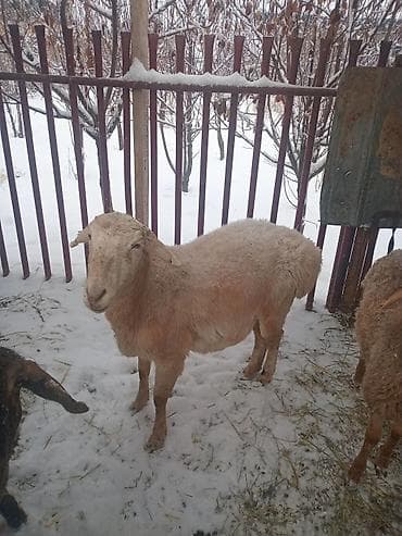 отдам бесплатно котенка: Продаю | Овца (самка) | Для разведения — 5