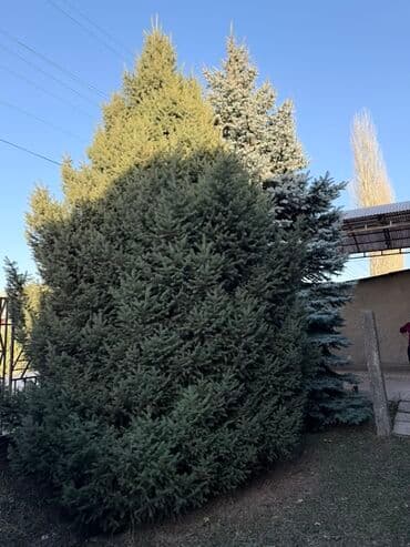 садовая тачка цена: Ели для участка/озеленения - Породы: ель обыкновенная (Picea abies) и — 7