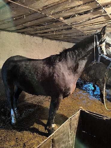 Башка жаныбарлар: Сатам | Жылкы (эркек) | Жумушка — 3