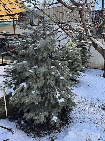 урук экспарсет: Рассада деревьев: Ели, Самовывоз — 4