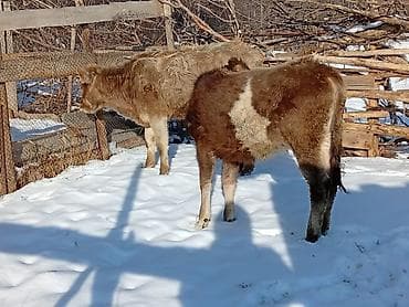 Услуги ветеринара: Продаю | Музоо, торпок | Полукровка — 1