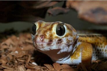 очень нужны: Новинка! Гекконы сцинковые очень милые и интересные питомцы, за — 2