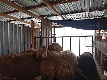 бараны в канте: Продаю | Баран (самец) — 5