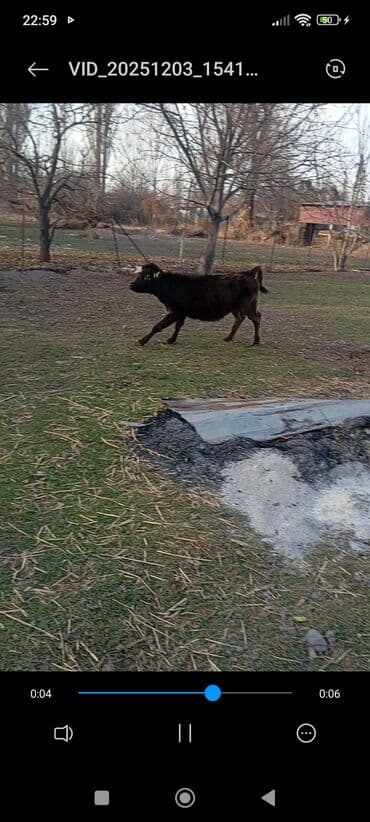 продаю дойная корова: Продаю | Корова (самка), Тёлка, Музоо, торпок | Швицкая, Абердин-ангус | На откорм, Для разведения, Для молока | Племенные — 8