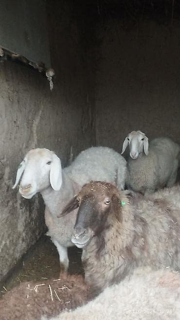 животные крс: Продаю | Овца (самка) | Для разведения — 10