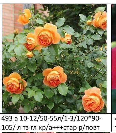 кустовые розы букет: Саженцы — 5