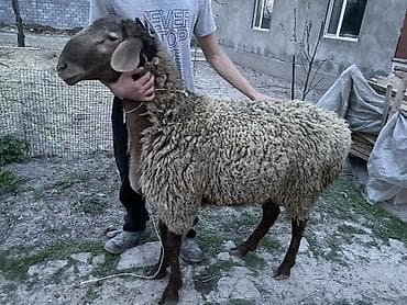 продаю бараны: Продаю | Баран (самец) | Арашан | На забой — 4