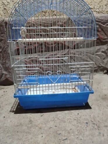 брокерское объединение феникс бишкек: Волнистые попугаи Пара самец самка 9месяцев писать реальным — 21