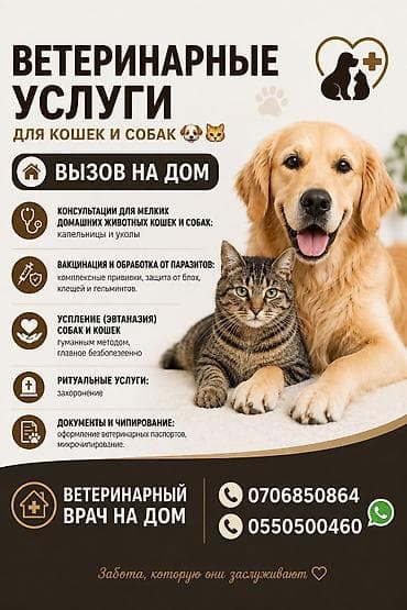 услуги ветеринара: Услуги Ветеринарного врача. Вызов на дом. Только кошки и собаки 🐈🐕🐾 — 1