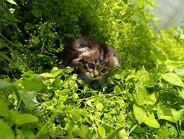 вислоухие кошки цена: Британская короткошёрстная, 1 месяц, Девочка, Приучена к лотку — 2
