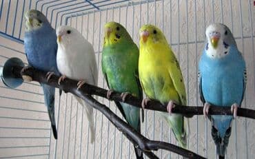 круглосуточный зоомагазин бишкек: Зоомагазин 38 попугаев!!!! Продаются волнистые попугаи! Абдырахманова — 3