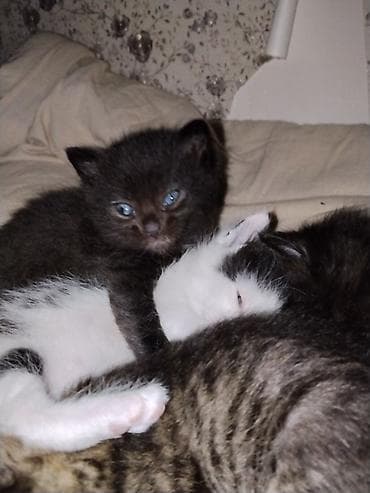 британская котята: Котята, помет домашней кошки. - Возраст: примерно 1–1,5 месяца (по — 6