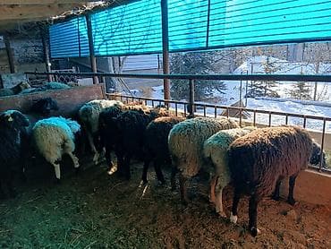 курица живой: Продаю | Овца (самка) | Гиссарская, Арашан | На забой, Для разведения | Матка — 2