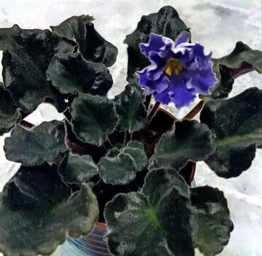 бананы оптом бишкек: В продаже цветущие 🌺🌿🌺 и не цветущие ☘️☘️☘️ стартеры. С 4 по 9 фото — 4