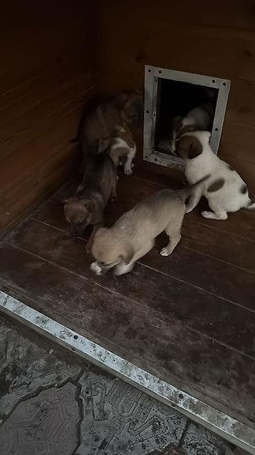 профессиональная дрессировка собак: Щенки смешанных пород Отдам Даром ! Кушают любую еду Подходят для — 7