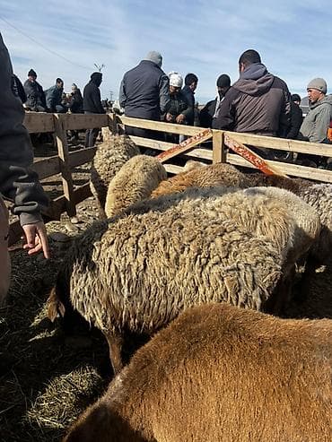 такса собаки: Продаю | Овца (самка) | Арашан — 2