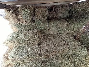седло спортивные: Продается горное сено,тюки плотные метровые сделанные на совесть,цена — 1