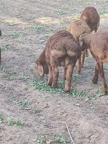 Сатам | Козу | Арашан | Көбөйтүү үчүн | Ургаачы — 1