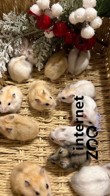 галаго купить: Продаются хомячки ручные. В нашем питомнике вы можете приобрести — 1