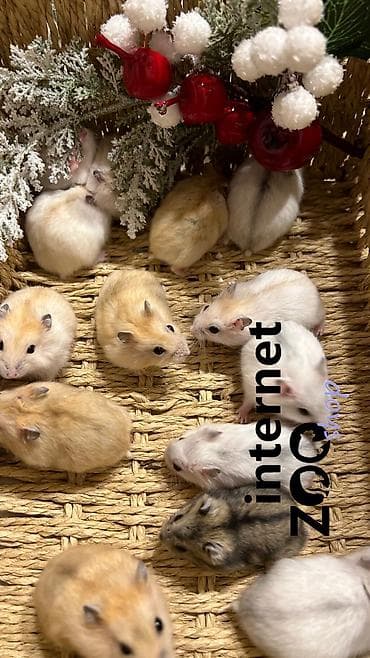 Услуги ветеринара: Продаются хомячки джунгарские, сирийские, ангорские пушистые хомячки — 3