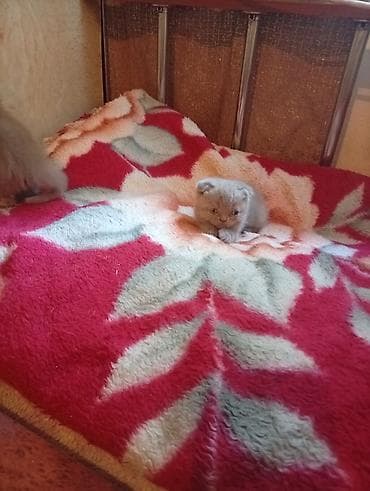 перья: Шотландские вислоухие котята (Scottish Fold), окрасы серо-голубой и — 3