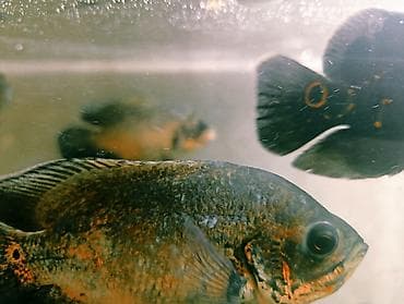 фарель малёк: Астронотусы (Astronotus ocellatus) – крупные яркие цихлиды для — 1