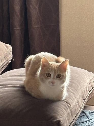 Кошки: Кошка даром: Беспородная, 2 года, Мальчик, Кастрирована, Приучена к лотку, Проглистована — 3