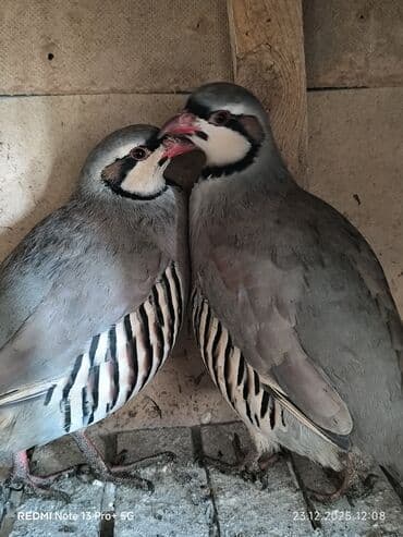 А/ч жаныбарлары үчүн тоюттар: Корооздор 2 штук жапайы — 1