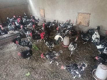 индюки оптом: Продаю | Куры | Для разведения — 6