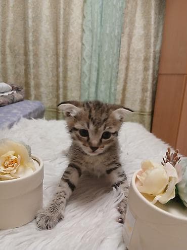 scottish fold: Продаю вислоухих котята. 3.500сом. г Кант. самовывоз — 2