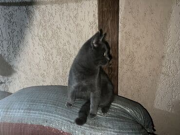 показы 1 354 72 договорная кошка даром британская короткошёрстная 1 год мальчик метис 2 позвонить написать: Шотландский котенок — 2