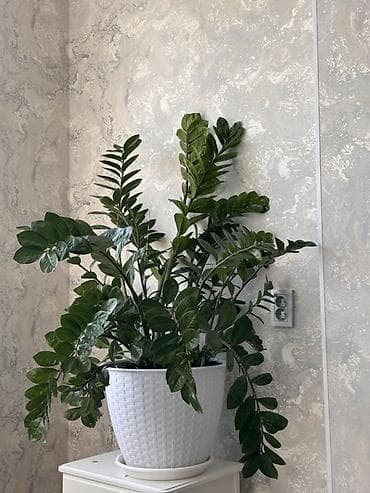 Замиокулькас (долларовое дерево) в декоративном кашпо - Пышный