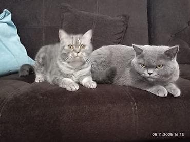 продажа котят британцев: Британские короткошёрстные котята, классический мраморный и тигровый — 7